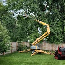 Professional Tree Care in Bear Rocks, PA