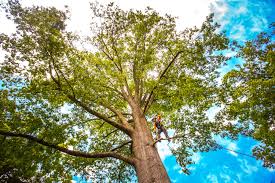 Best Lawn Renovation and Restoration  in Bear Rocks, PA
