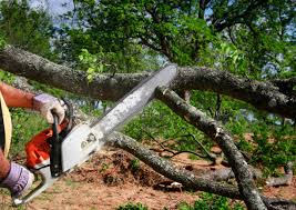 Best Tree Disease Treatment  in Bear Rocks, PA