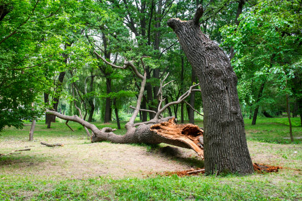 Best Emergency Tree Removal  in Bear Rocks, PA