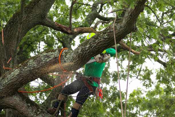 Best Root Management and Removal  in Bear Rocks, PA