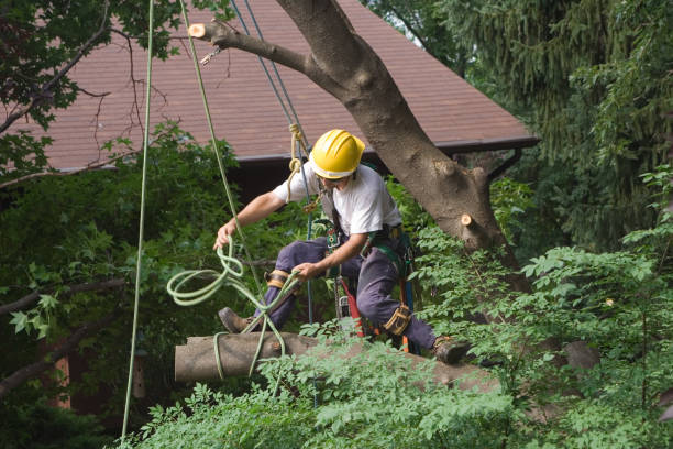 Best Arborist Consultation Services  in Bear Rocks, PA