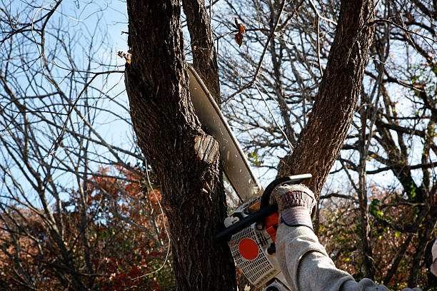 How Our Tree Care Process Works  in  Bear Rocks, PA