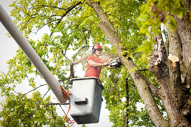Best Tree Removal  in Bear Rocks, PA
