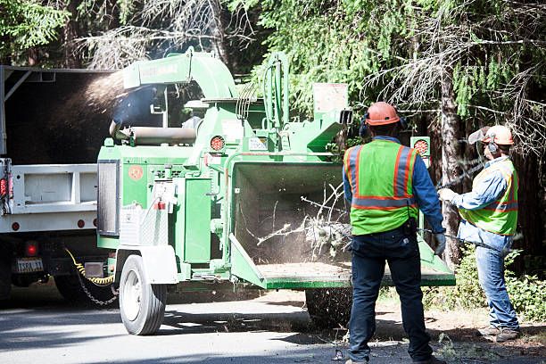 Best Palm Tree Trimming  in Bear Rocks, PA