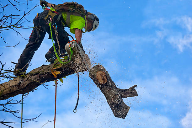 Best Soil Testing and Treatment  in Bear Rocks, PA