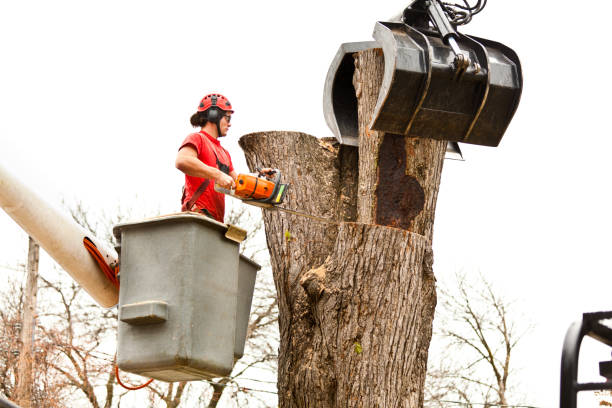  Bear Rocks, PA Tree Care Pros