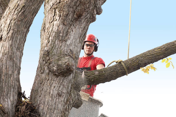 Best Fruit Tree Pruning  in Bear Rocks, PA