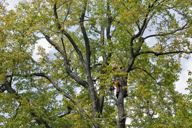 Best Tree Cabling and Bracing  in Bear Rocks, PA